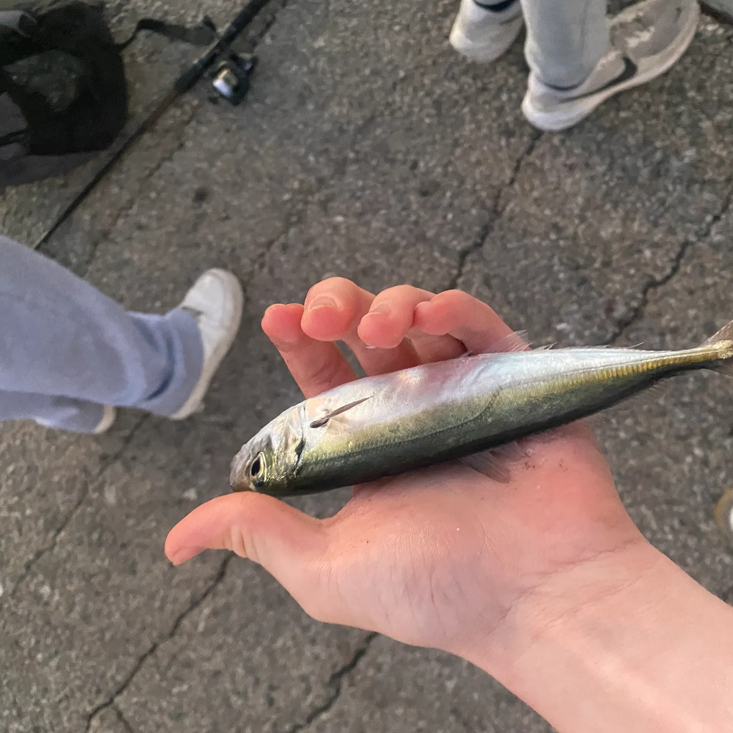 The most recent Pacific jack mackerel catches on Fishbrain