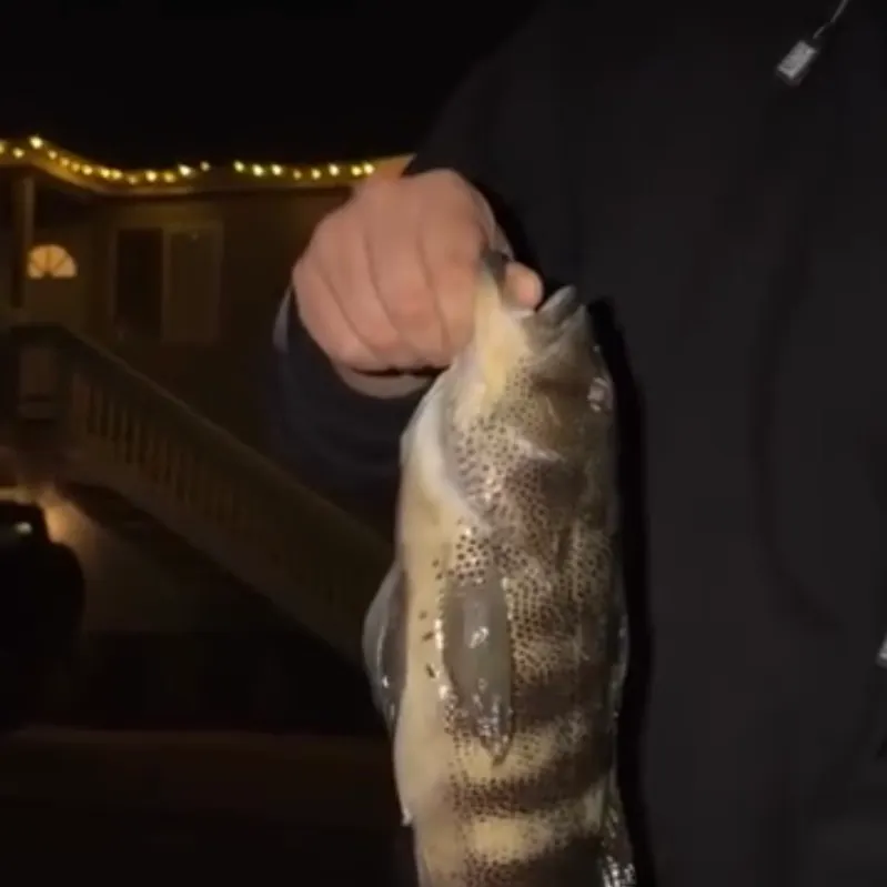 Spotted sand bass caught on Fishbrain