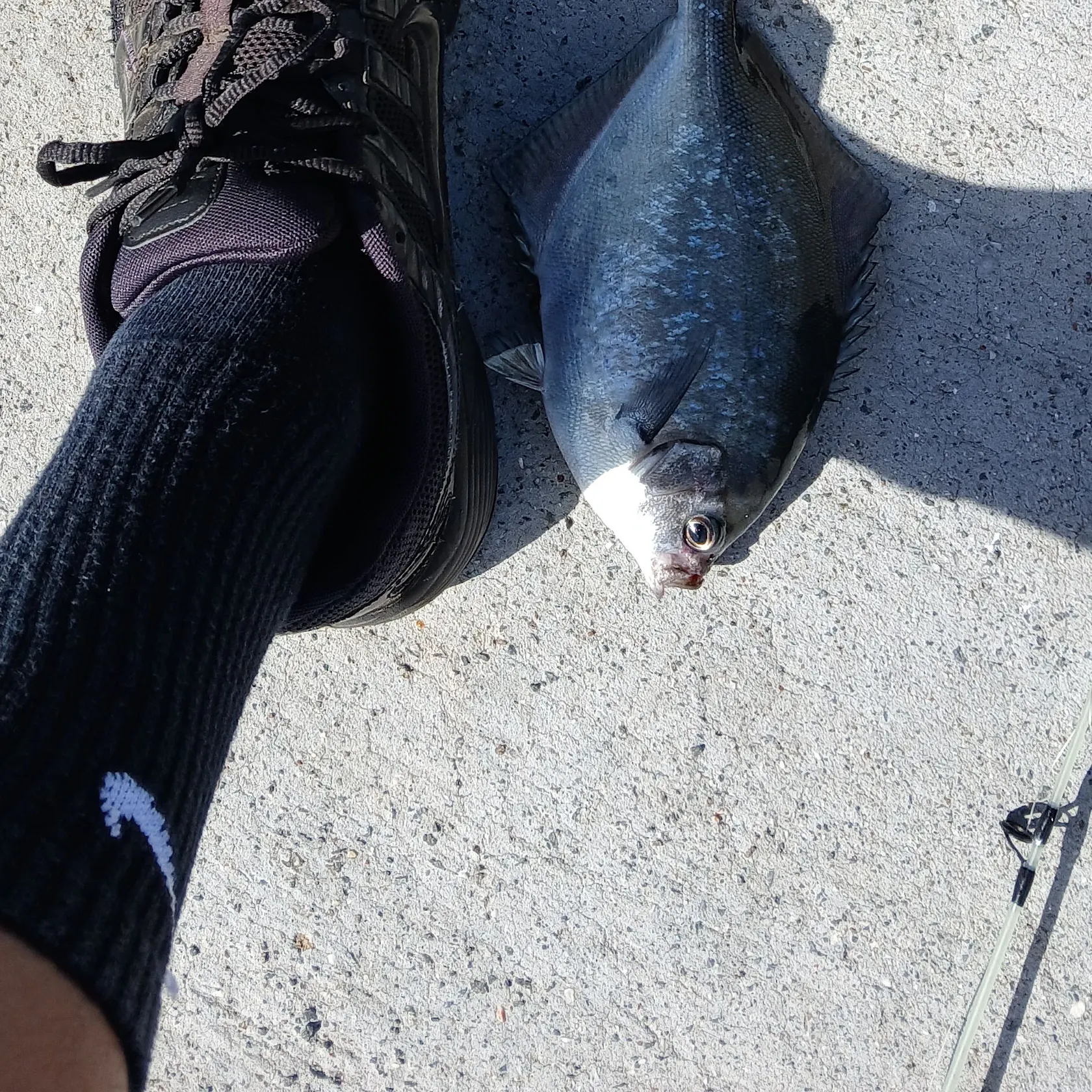 The most recent Sea sweep catches on Fishbrain