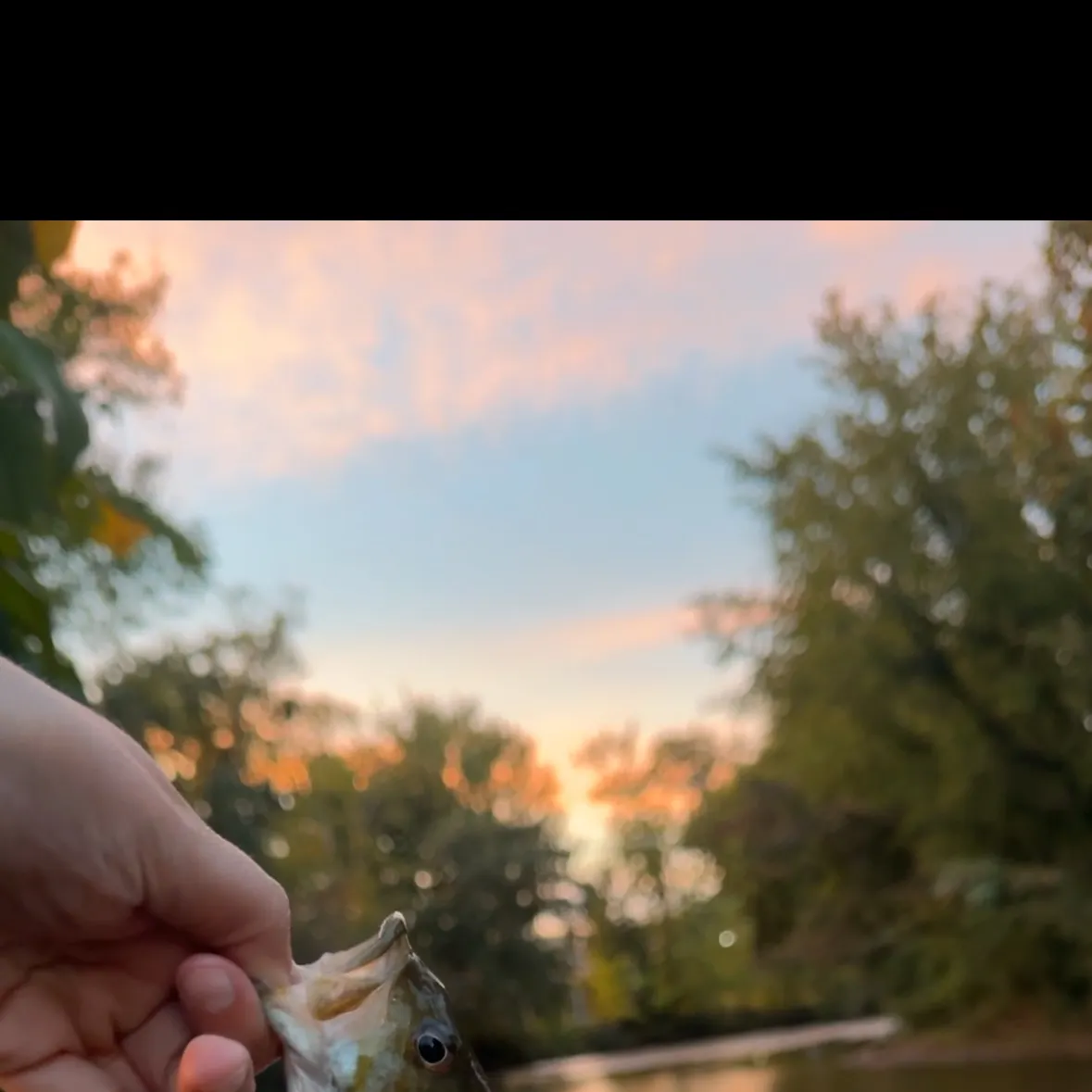 Smallmouth bass caught on Fishbrain