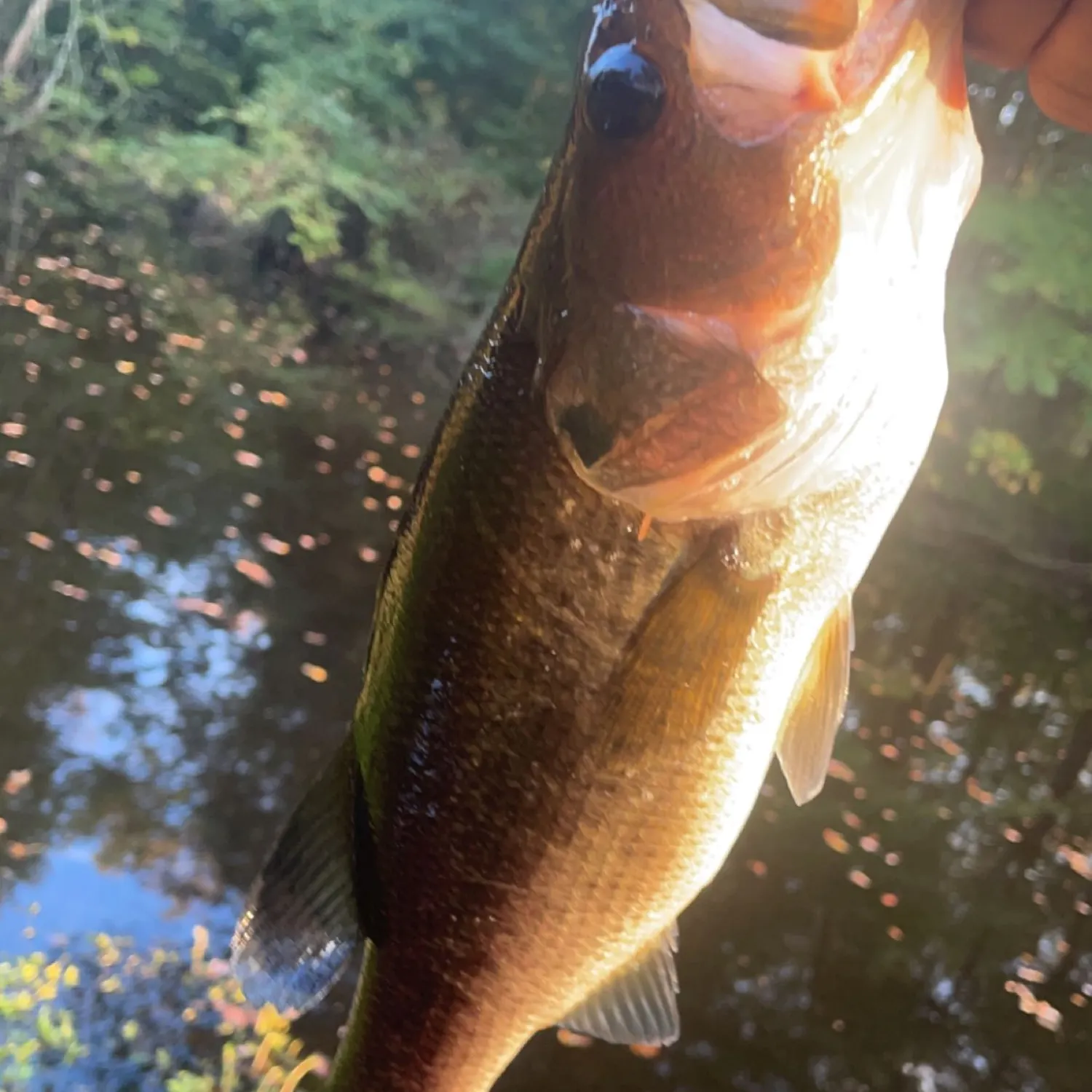 angler catch