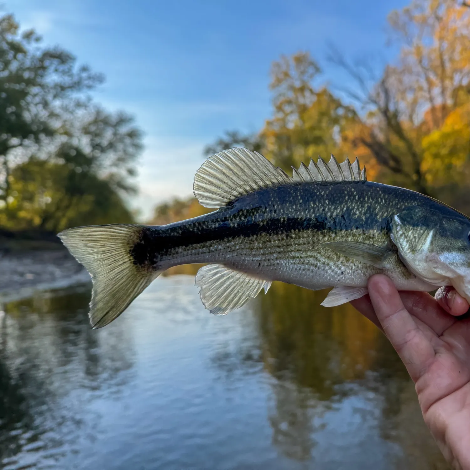 Spotted bass caught on Fishbrain