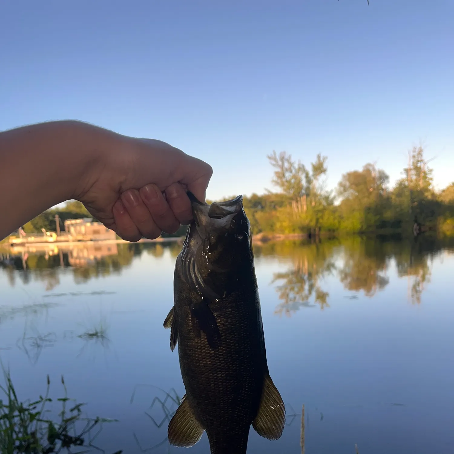 Smallmouth bass caught on Fishbrain