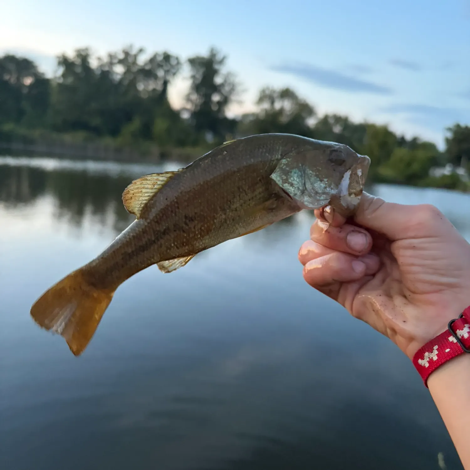 Largemouth bass caught on Fishbrain