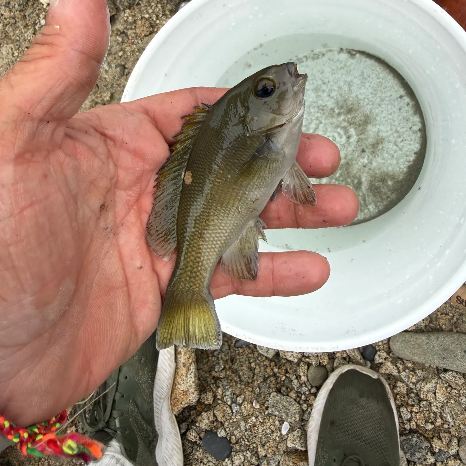 The most recent Opaleye catches on Fishbrain