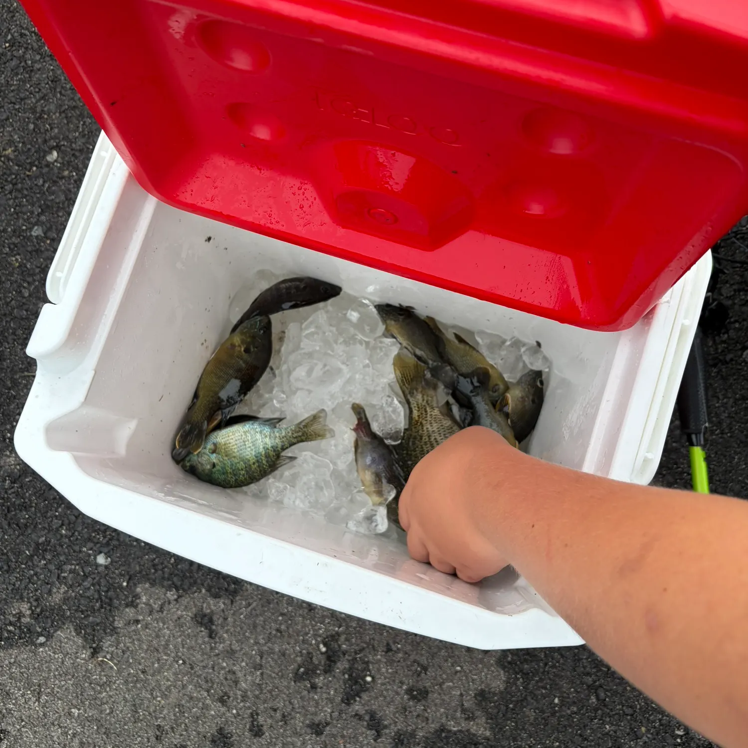catch