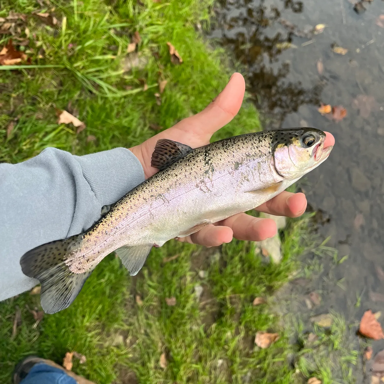 Rainbow trout caught on Fishbrain