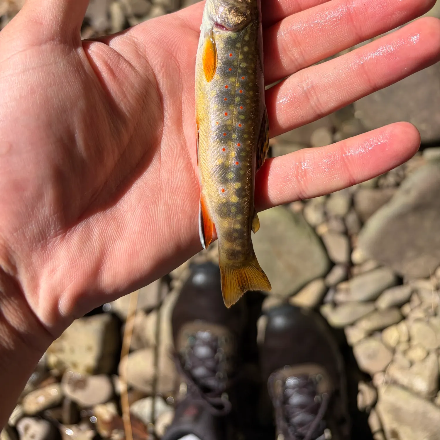 Brook trout caught on Fishbrain