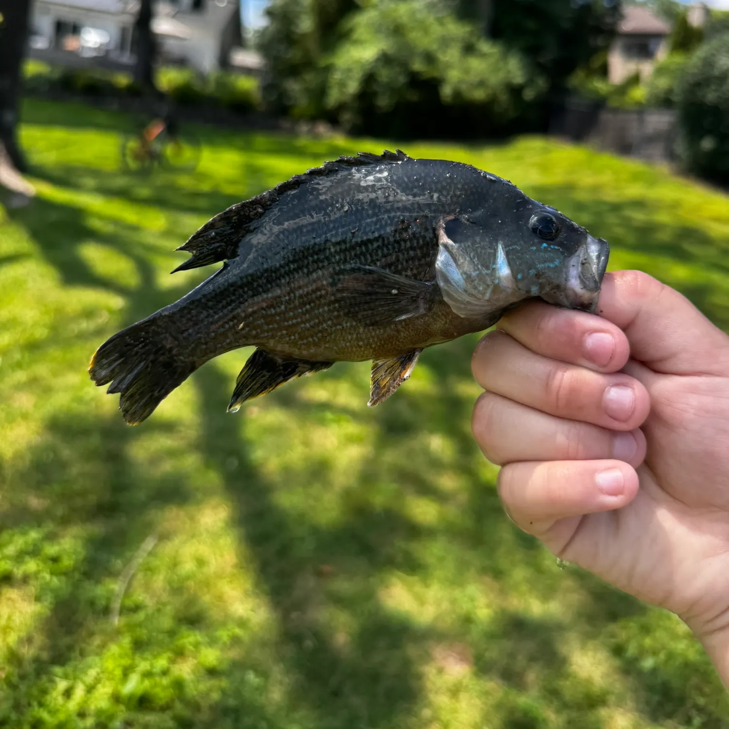 The most recent Wargill hybrid catches on Fishbrain