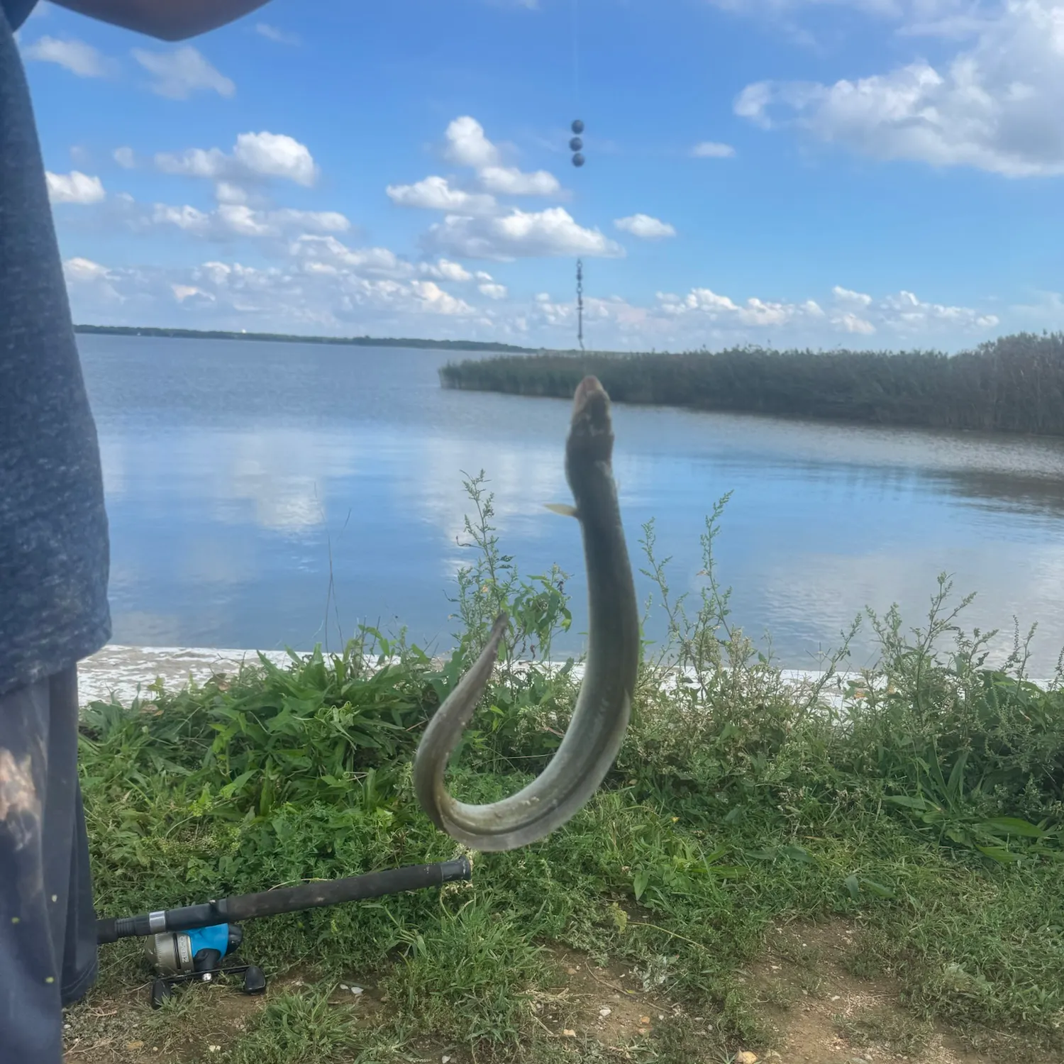 American eel caught on Fishbrain