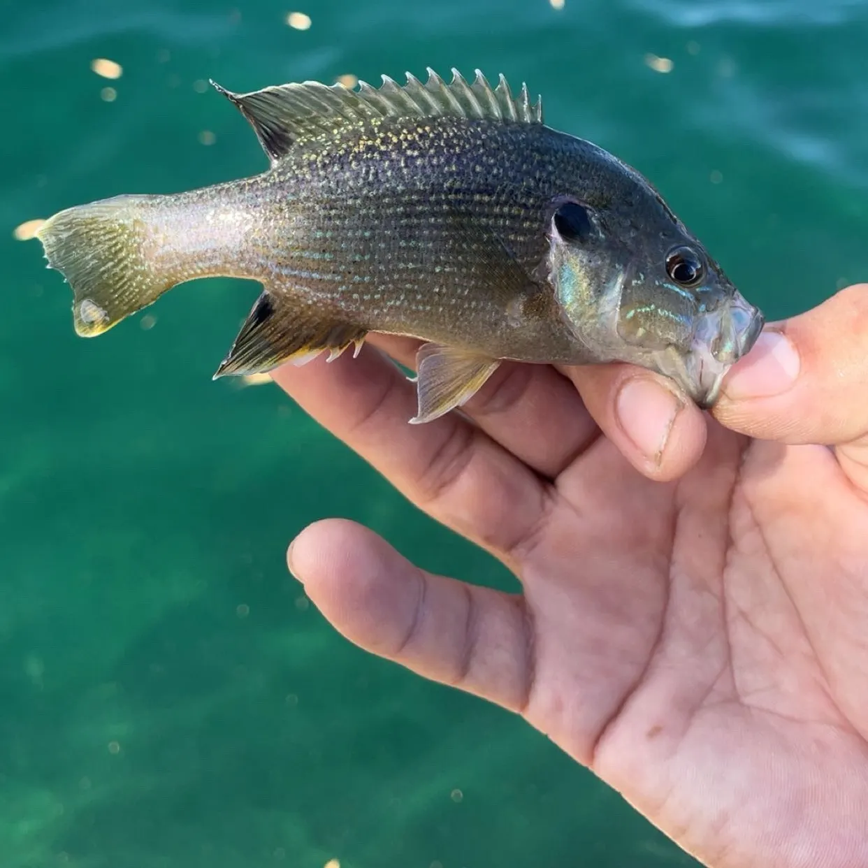 Green sunfish caught on Fishbrain