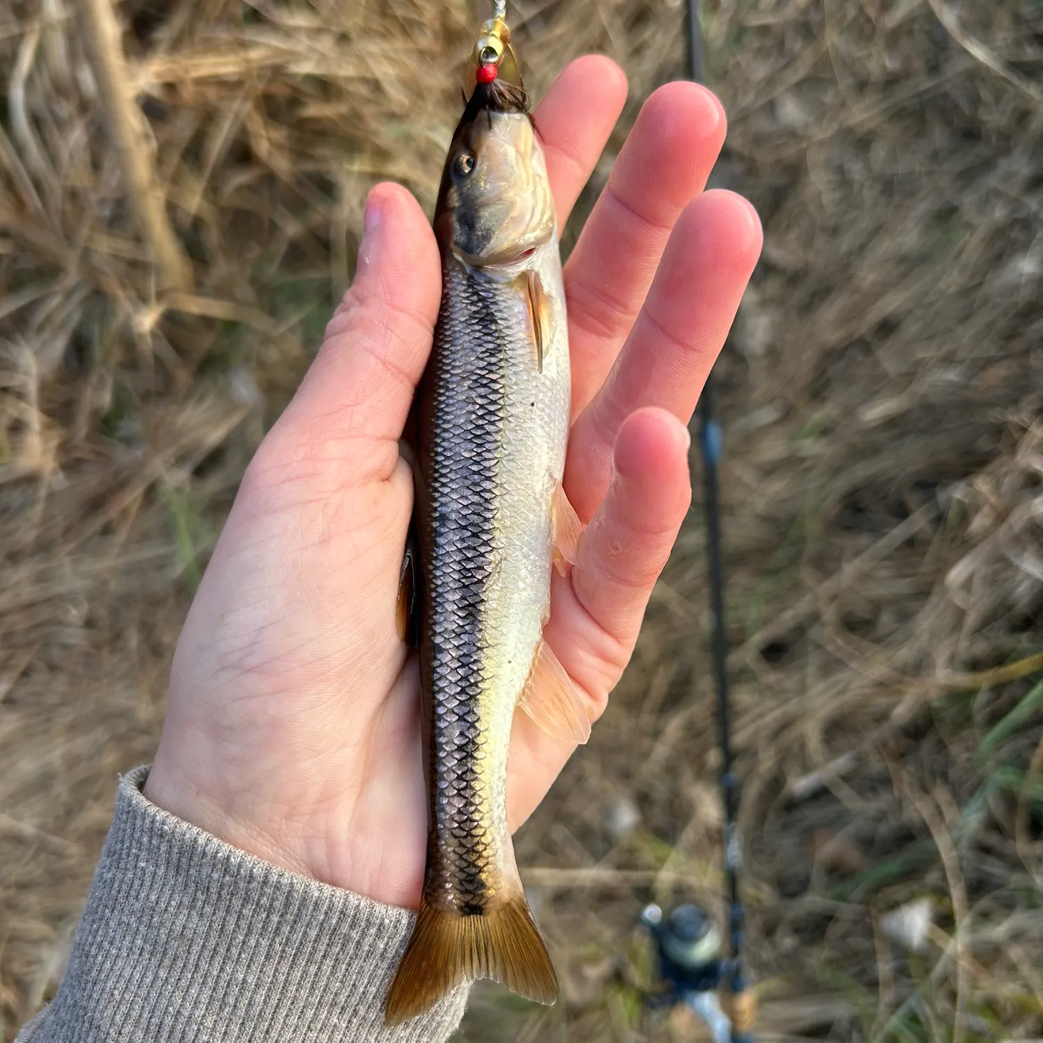 The most recent Creek chub catches on Fishbrain