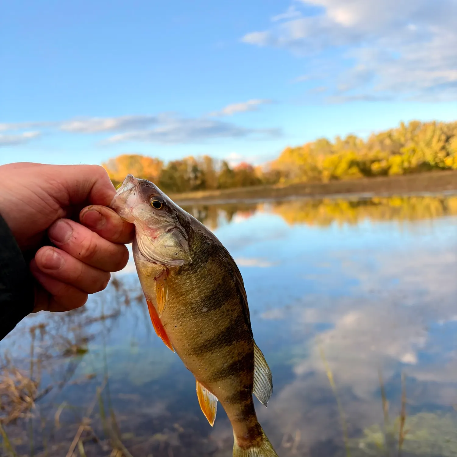 Yellow perch caught on Fishbrain
