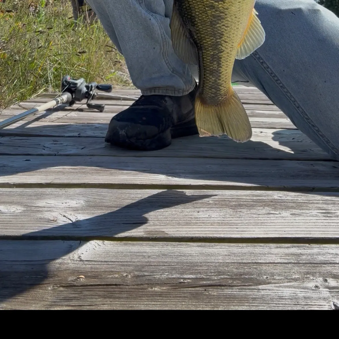 Largemouth bass caught on Fishbrain
