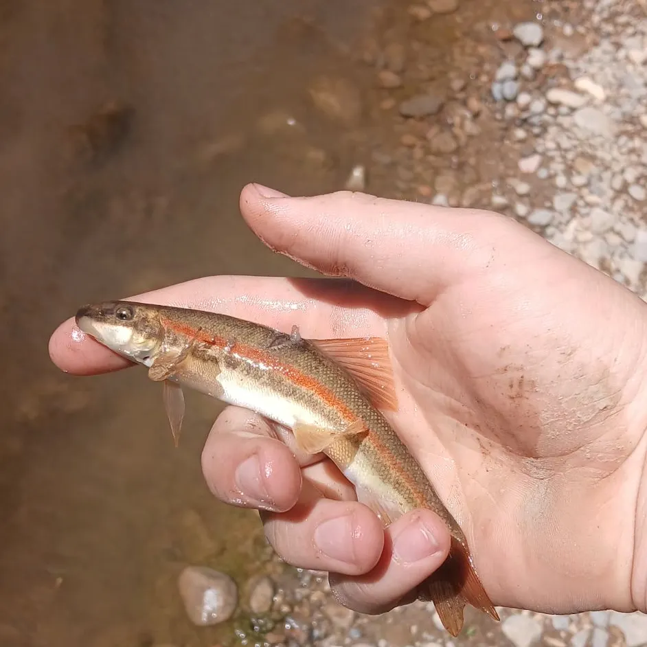 The most recent Rio Grande sucker catches on Fishbrain