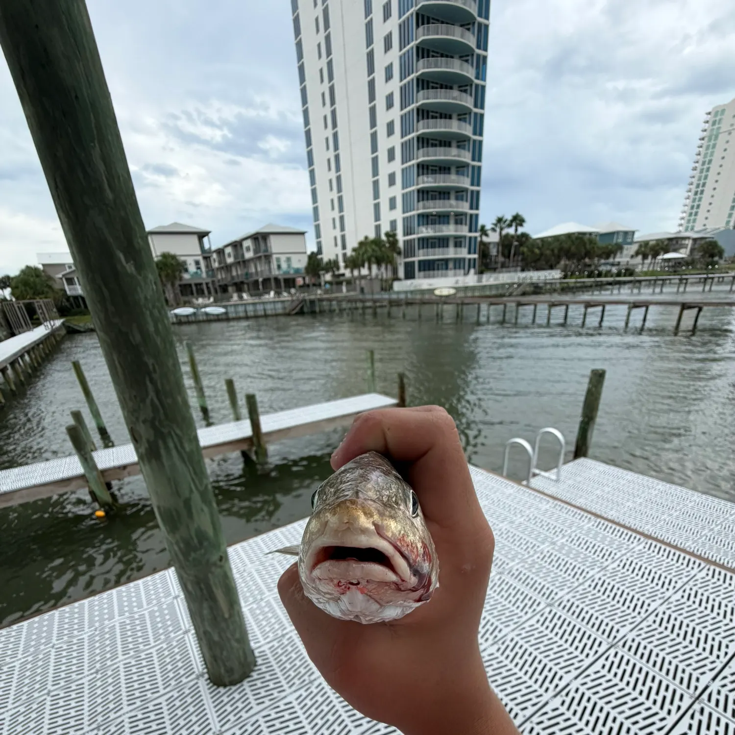 Atlantic croaker caught on Fishbrain
