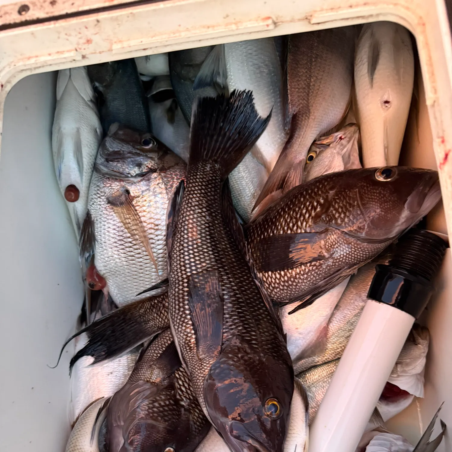 Black sea bass caught on Fishbrain