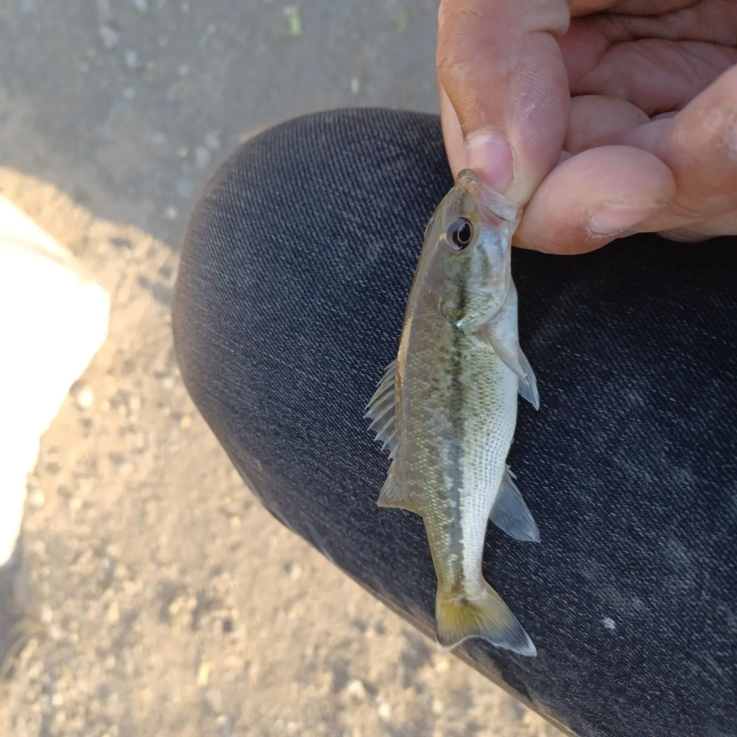 Spotted bass caught on Fishbrain