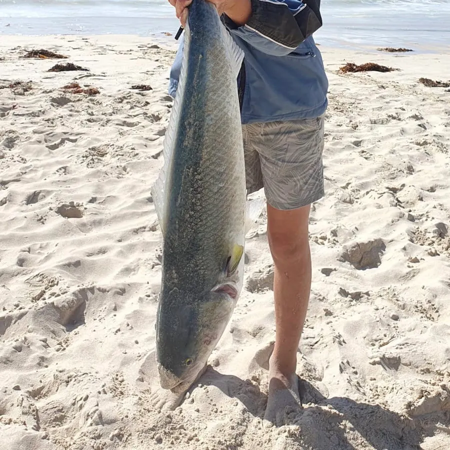 The most recent Western Australian salmon catches on Fishbrain