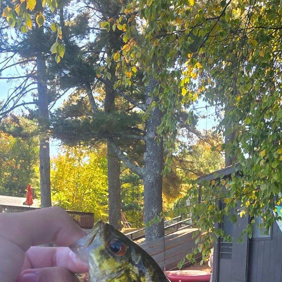 Rock bass caught on Fishbrain