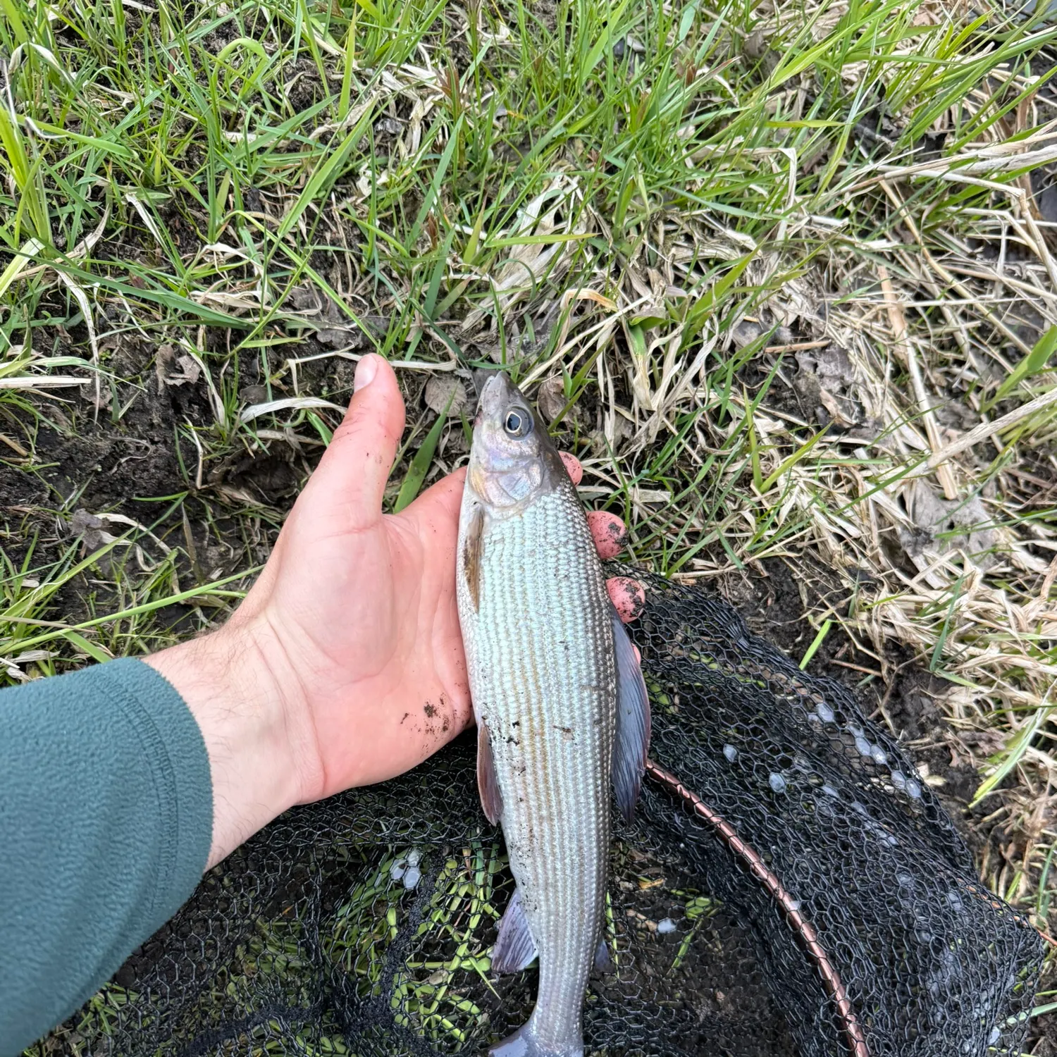 The most recent European grayling catches on Fishbrain