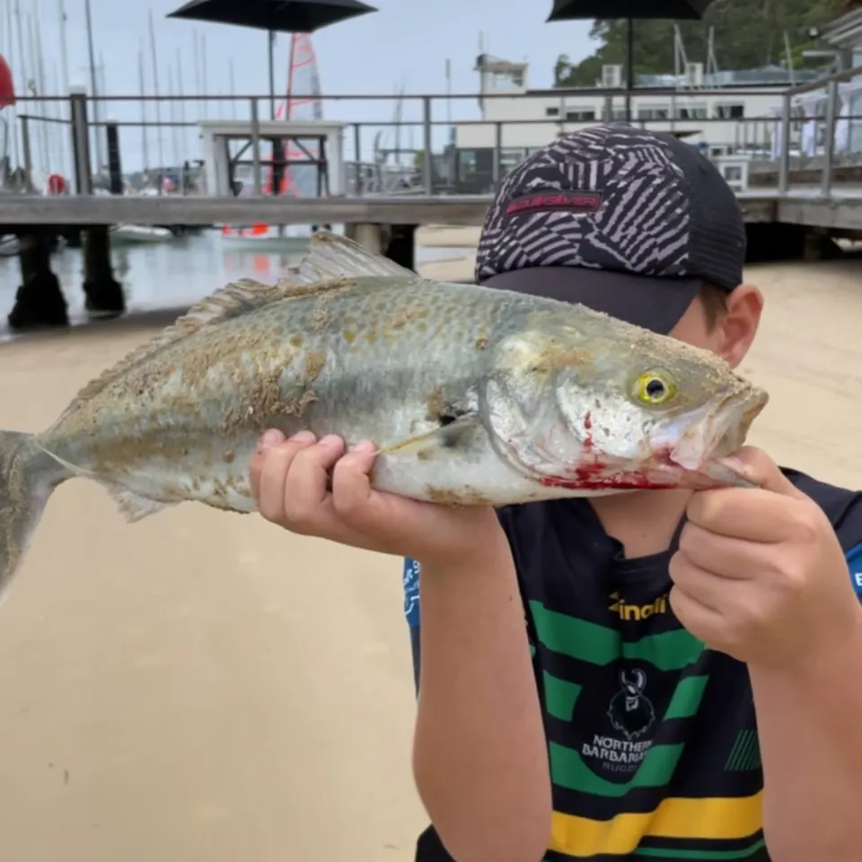 The most recent Eastern Australian salmon catches on Fishbrain