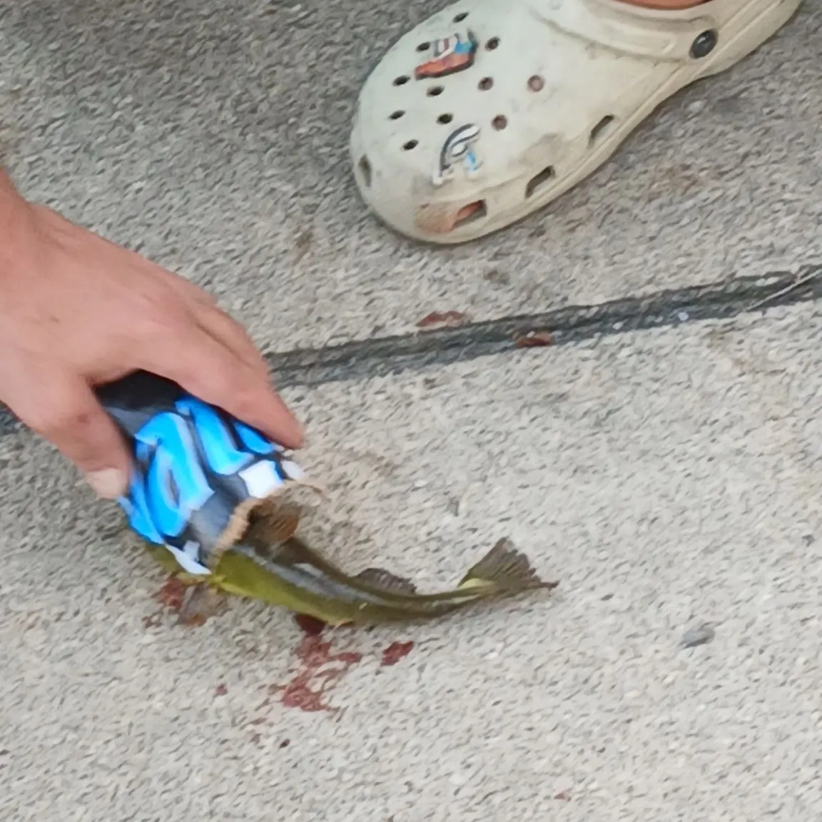 Yellow bullhead caught on Fishbrain