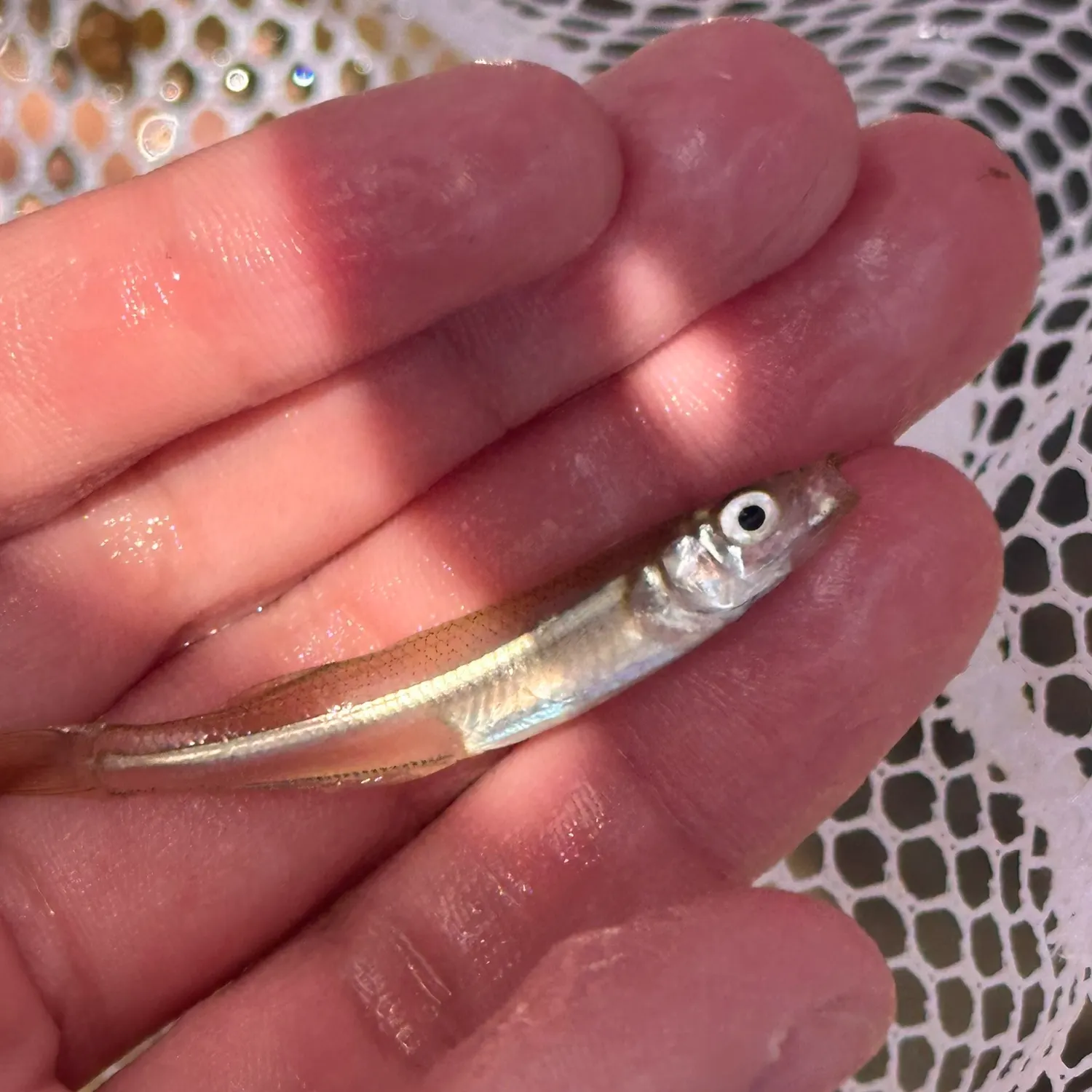 The most recent Bay anchovy catches on Fishbrain