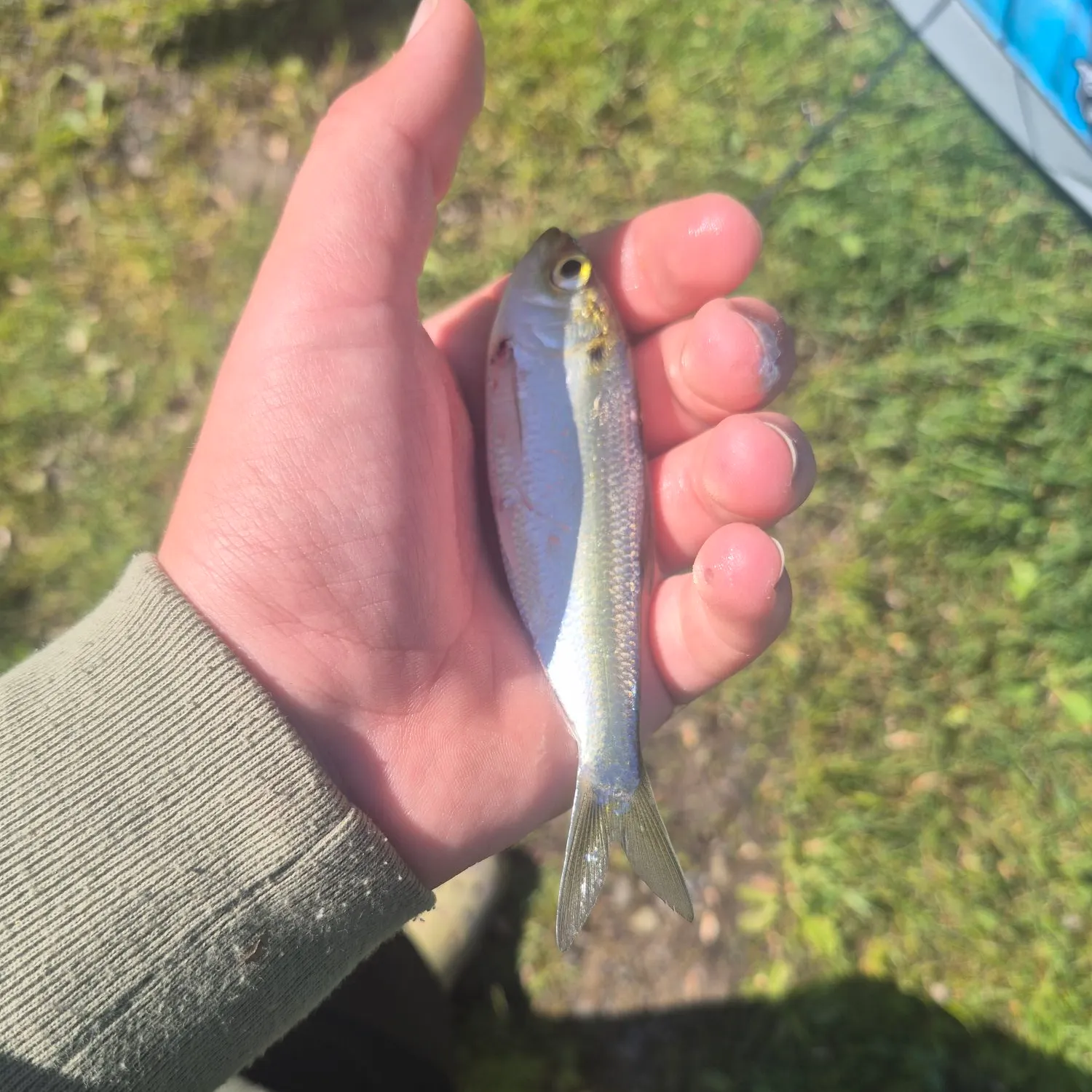 Threadfin shad caught on Fishbrain