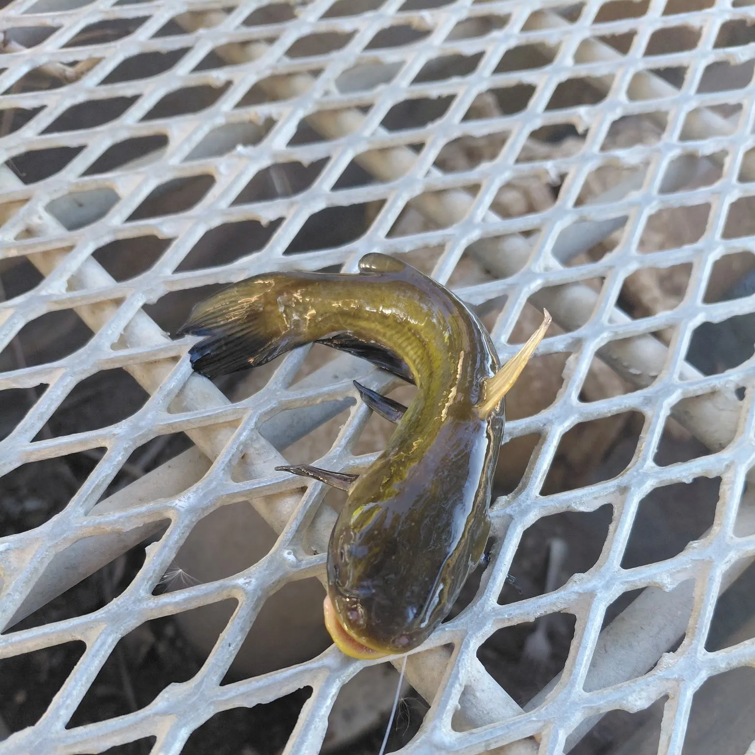 Yellow bullhead caught on Fishbrain
