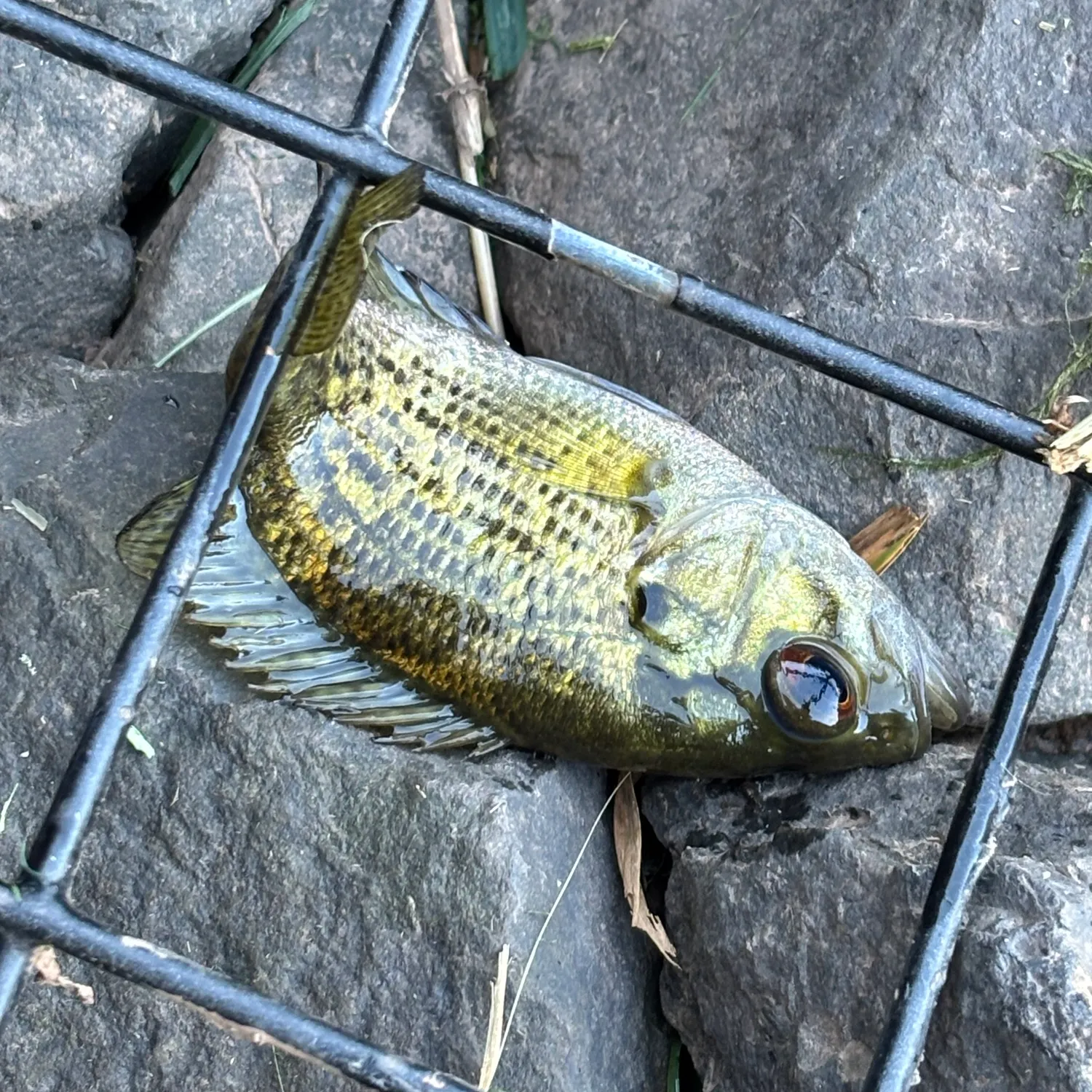 Rock bass caught on Fishbrain