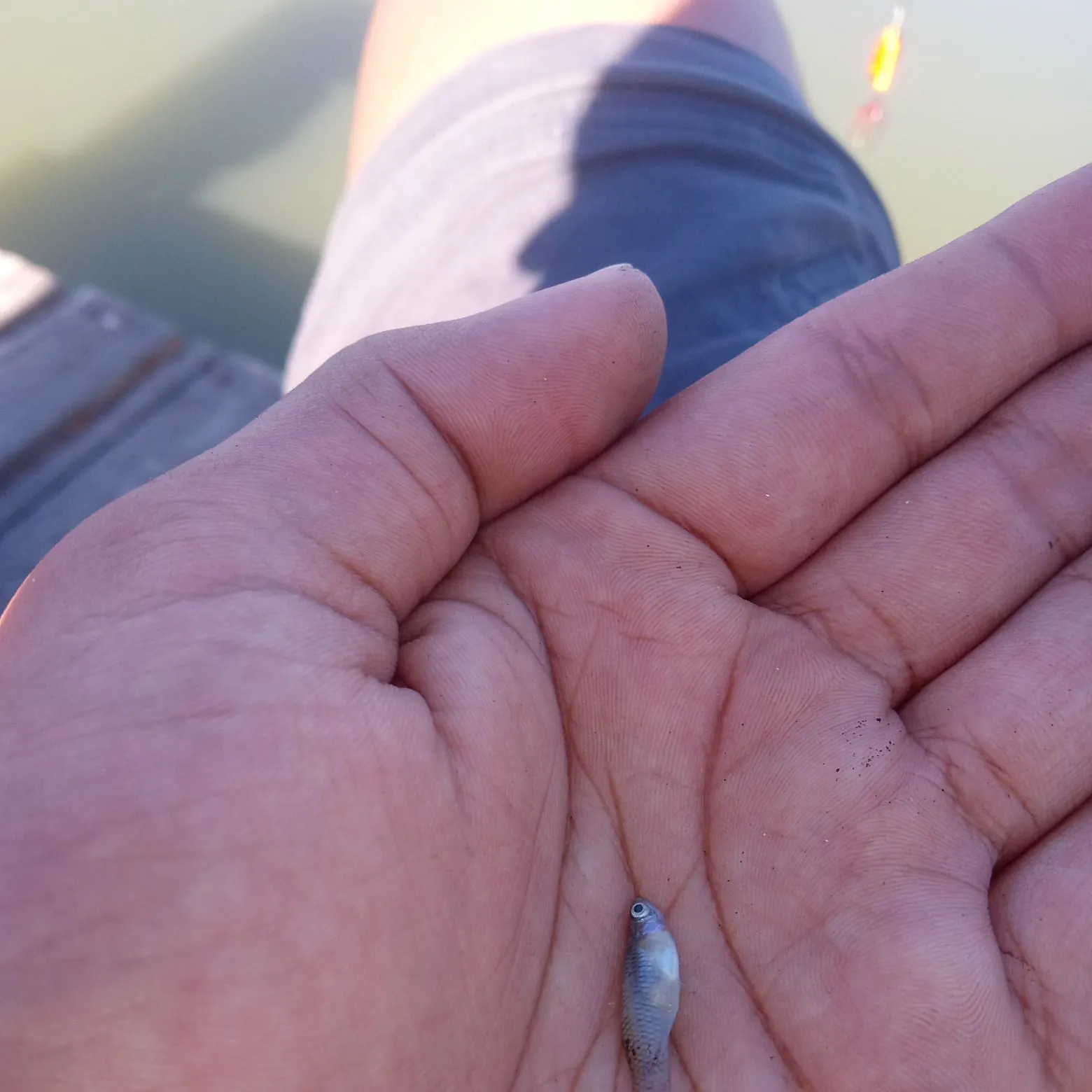 Fish caught on Fishbrain