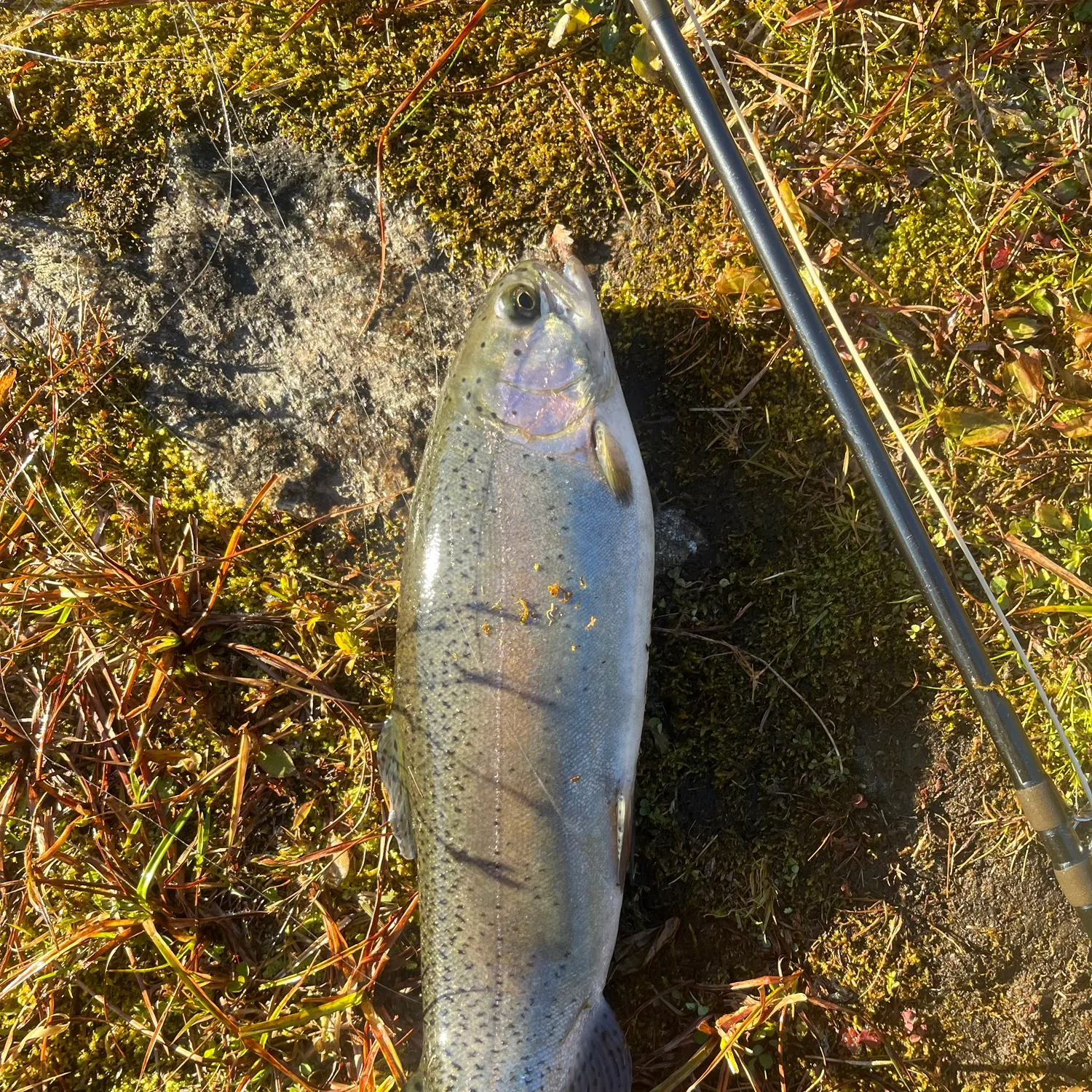 Rainbow trout caught on Fishbrain