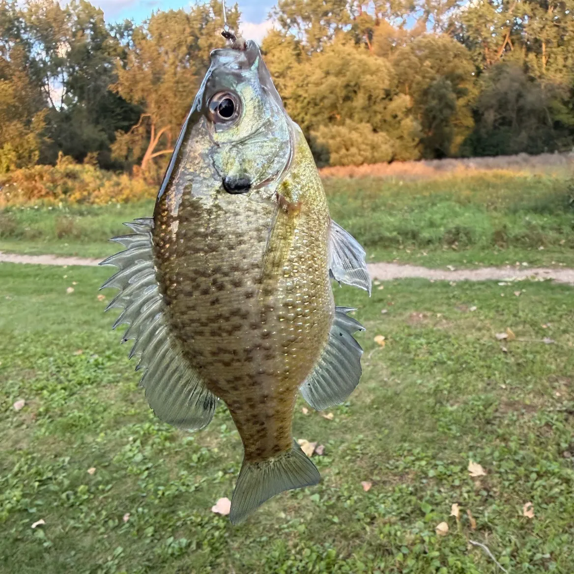 Bluegill caught on Fishbrain