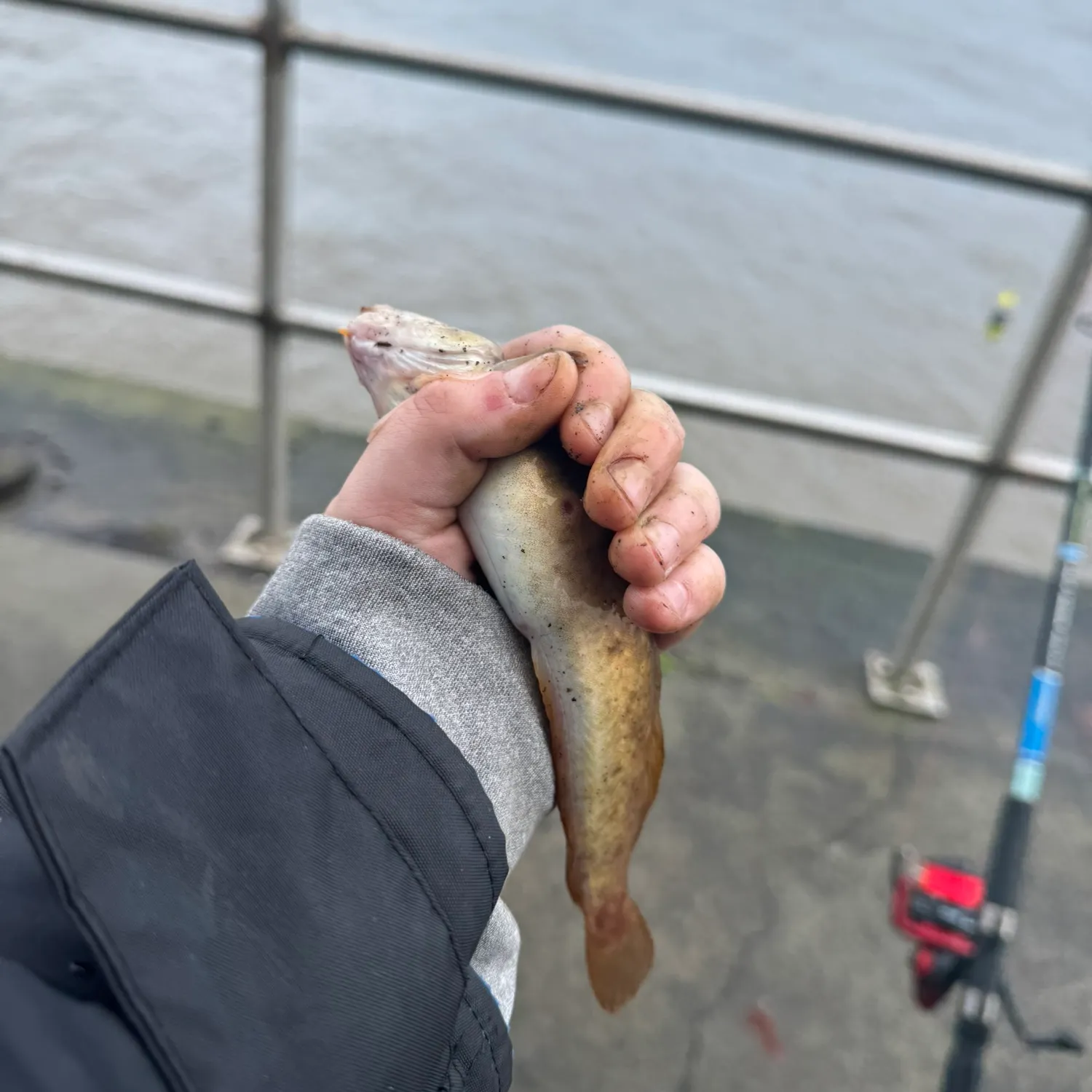 The most recent Fourbeard rockling catches on Fishbrain