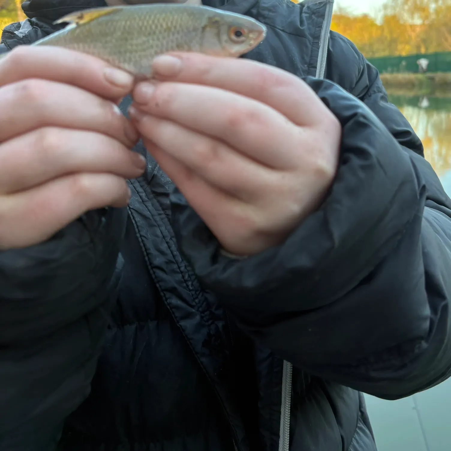 The most recent White bream catches on Fishbrain