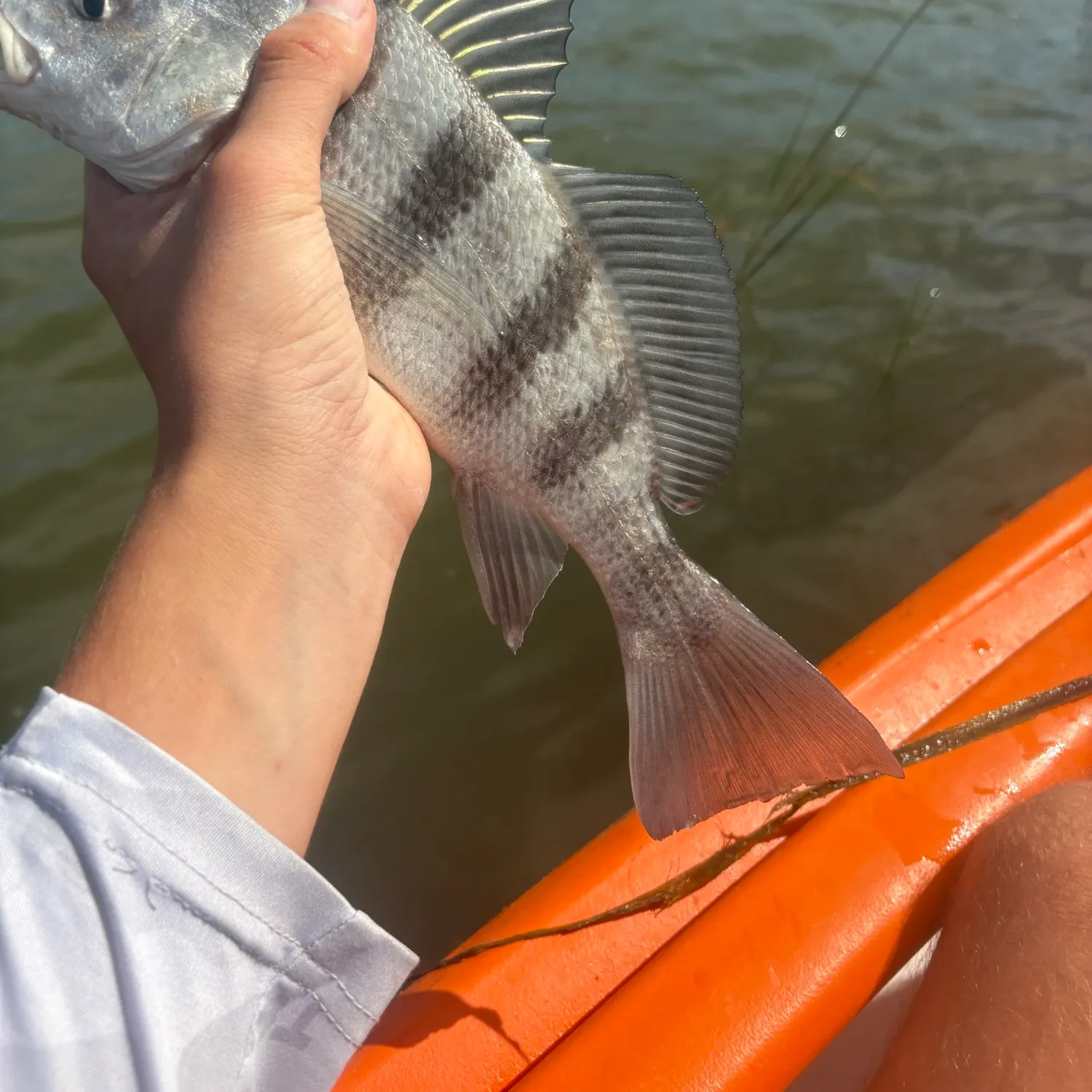 Black drum caught on Fishbrain