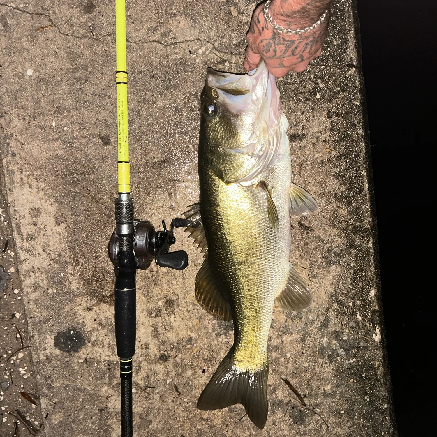 Largemouth bass caught on Fishbrain