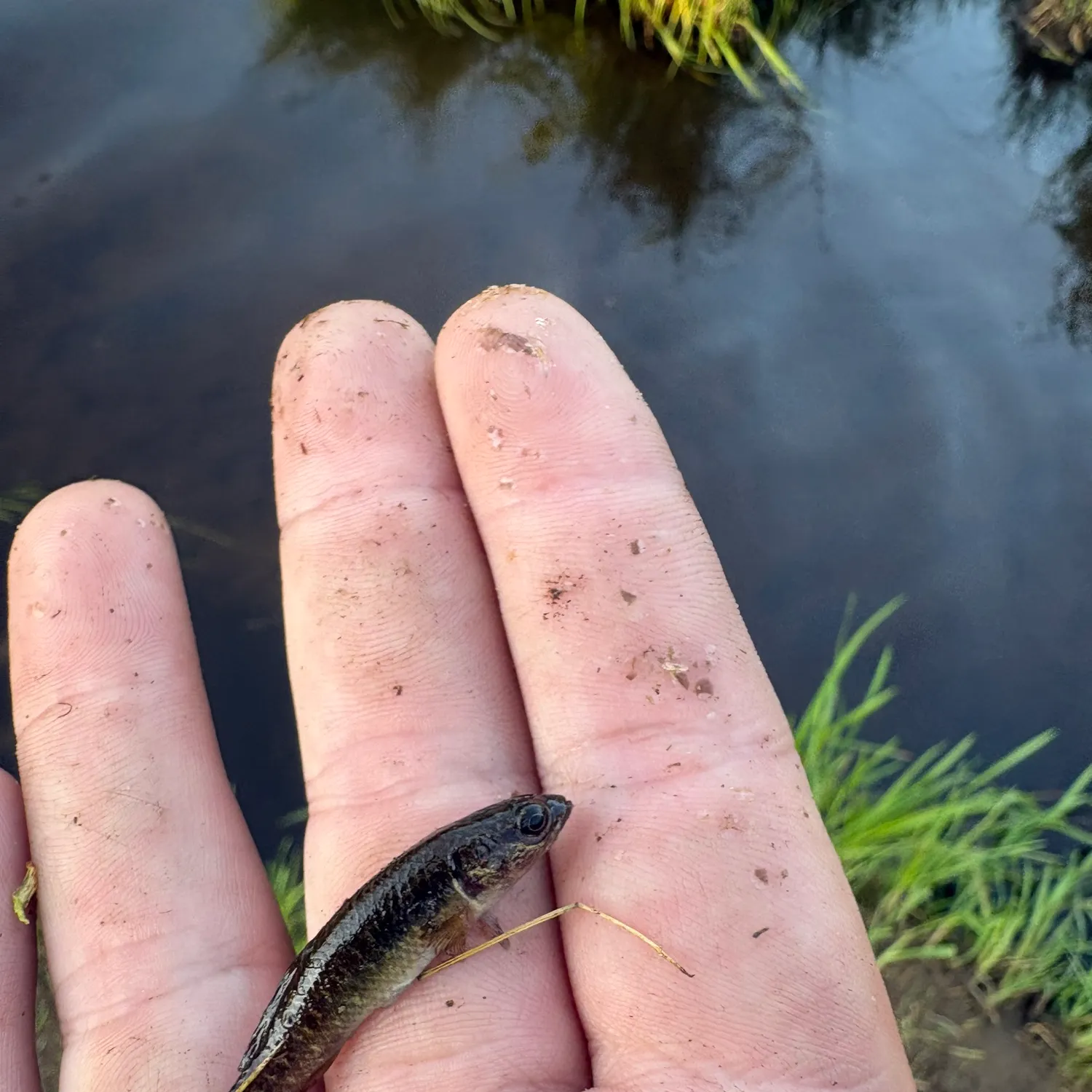 The most recent Central mudminnow catches on Fishbrain
