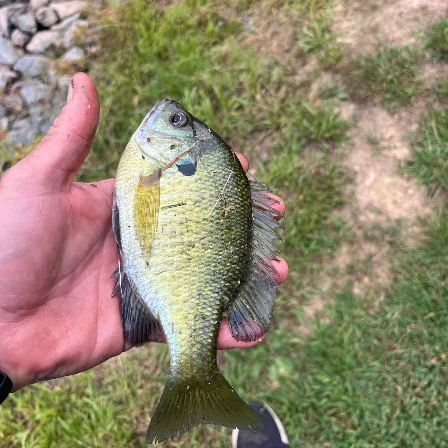 Bluegill caught on Fishbrain