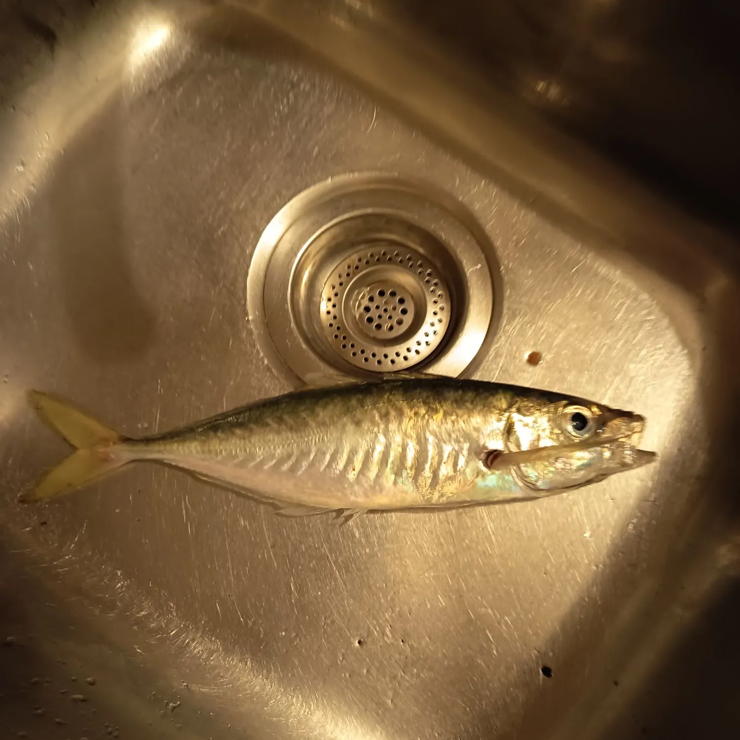 The most recent Atlantic horse mackerel catches on Fishbrain