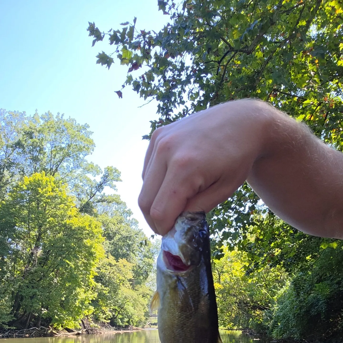 Smallmouth bass caught on Fishbrain