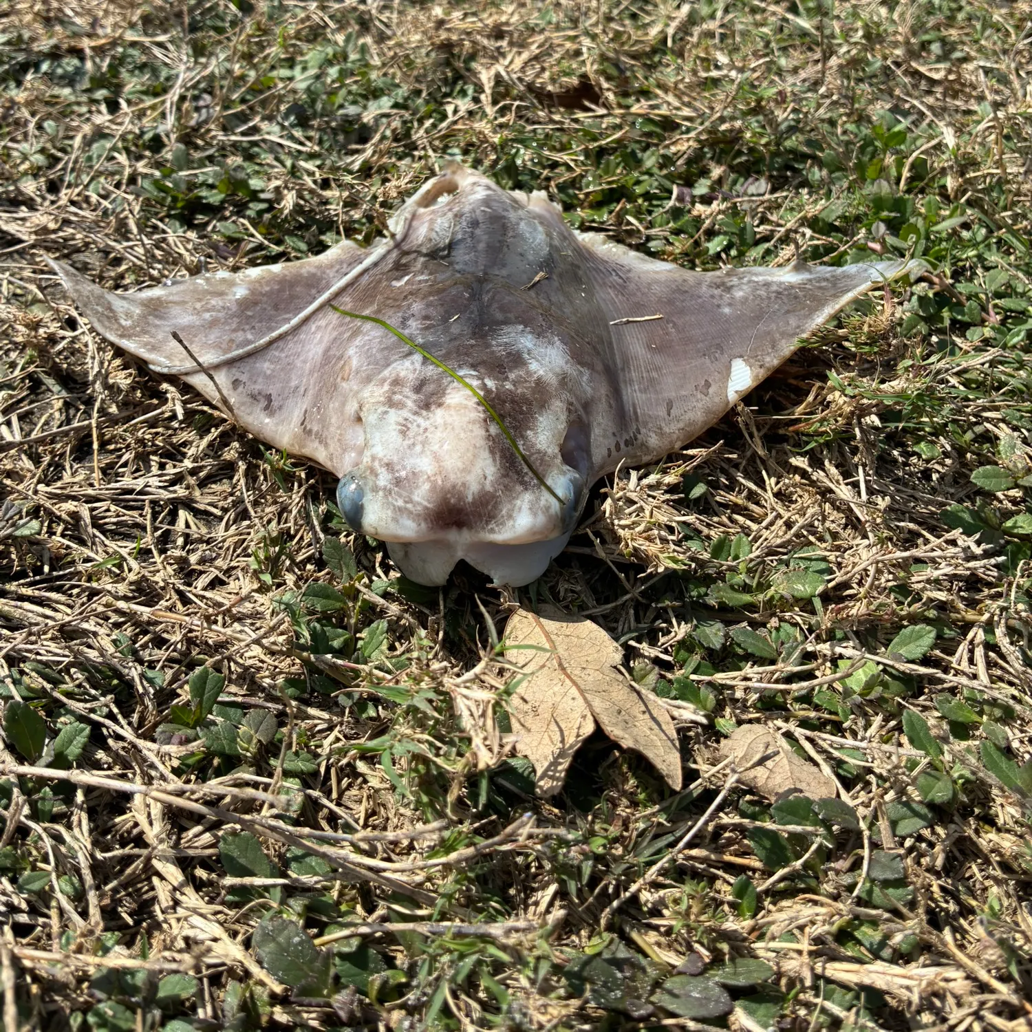 The most recent Reef manta ray catches on Fishbrain