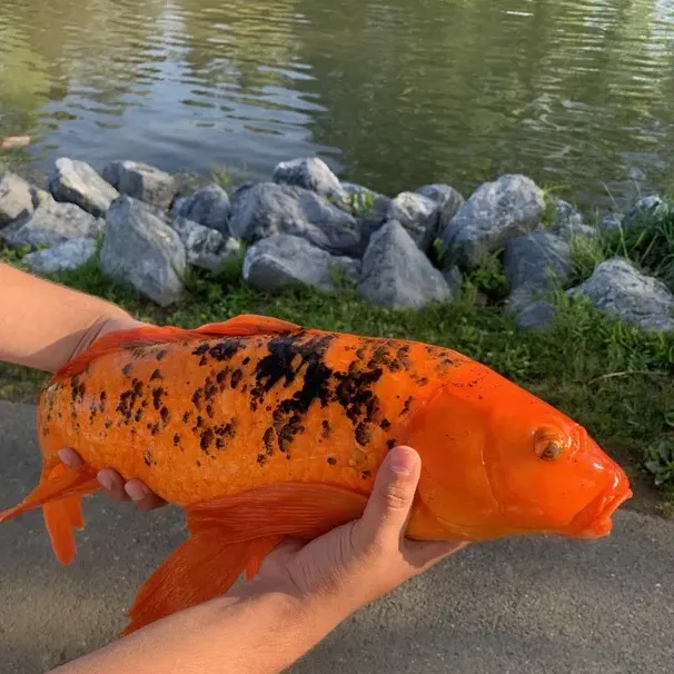 The most recent Koi carp catches on Fishbrain