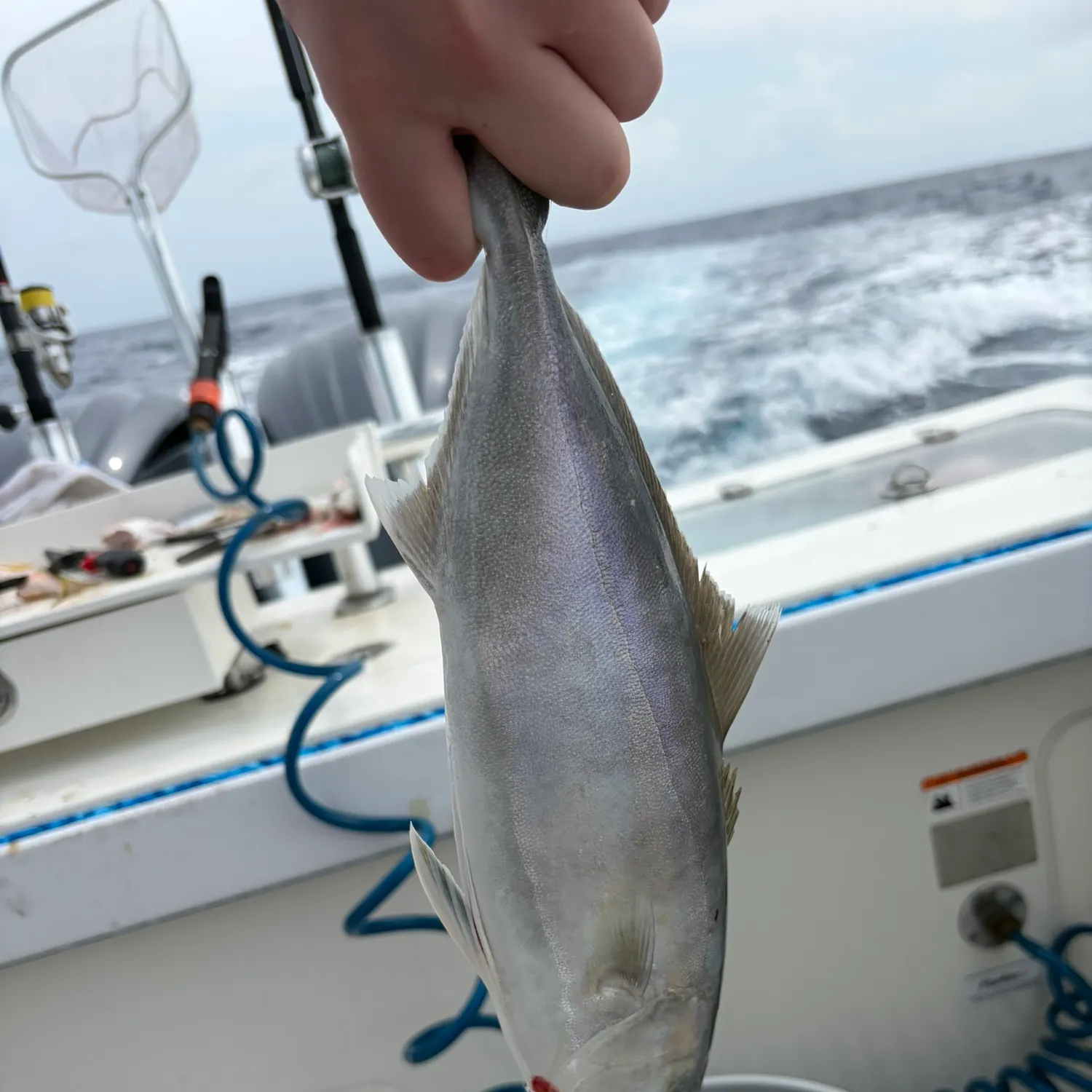 The most recent Southern yellowtail amberjack catches on Fishbrain