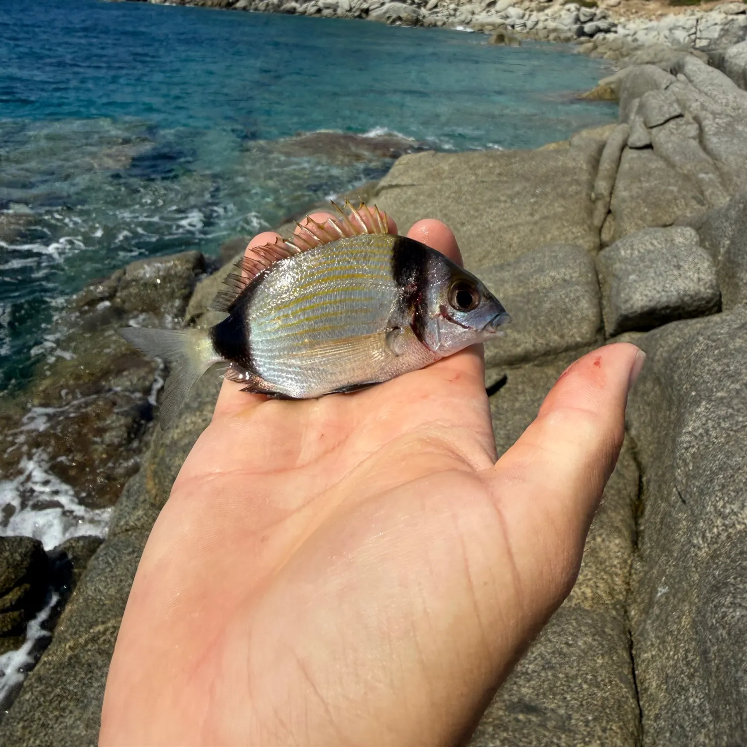 The most recent Common two-banded seabream catches on Fishbrain