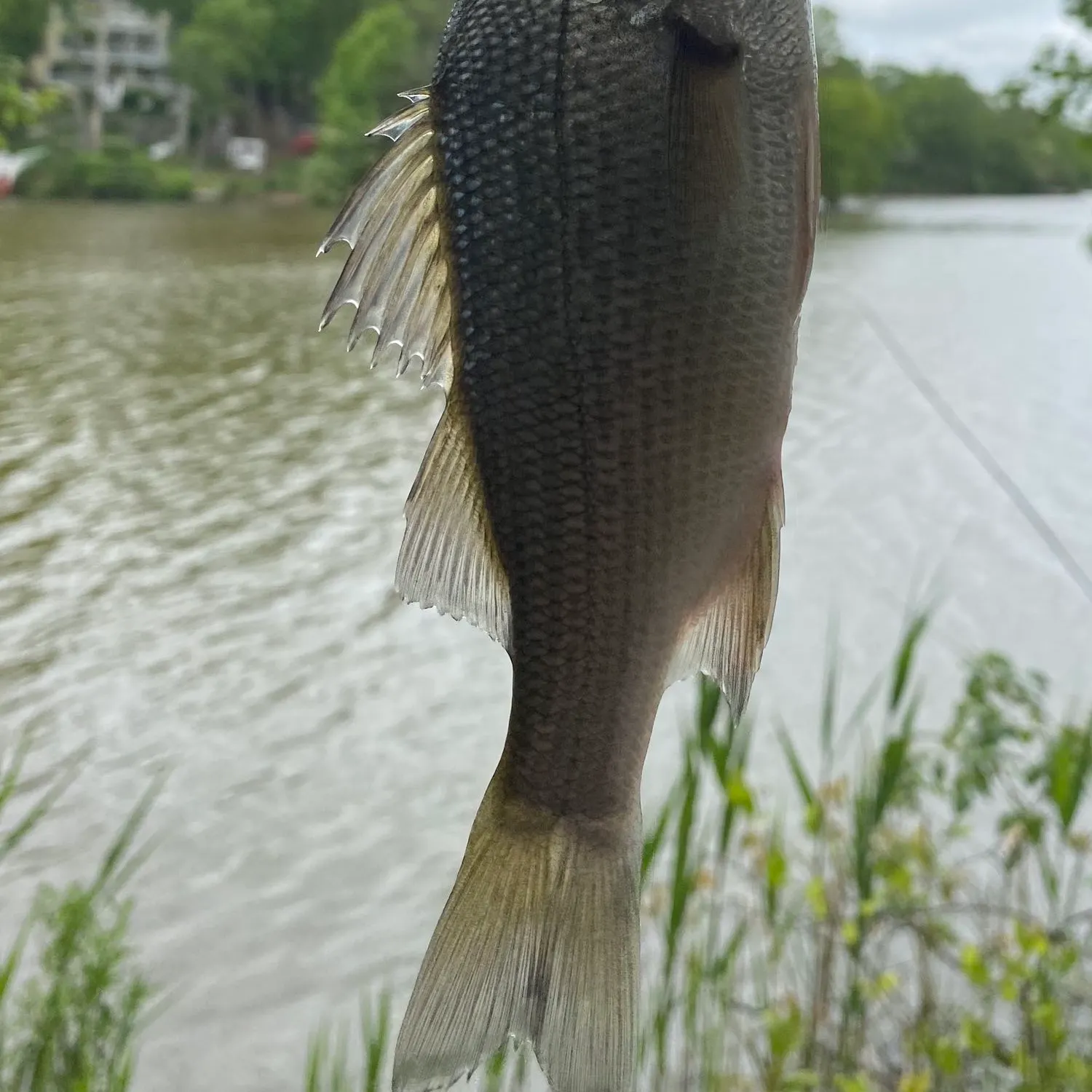 White perch caught on Fishbrain