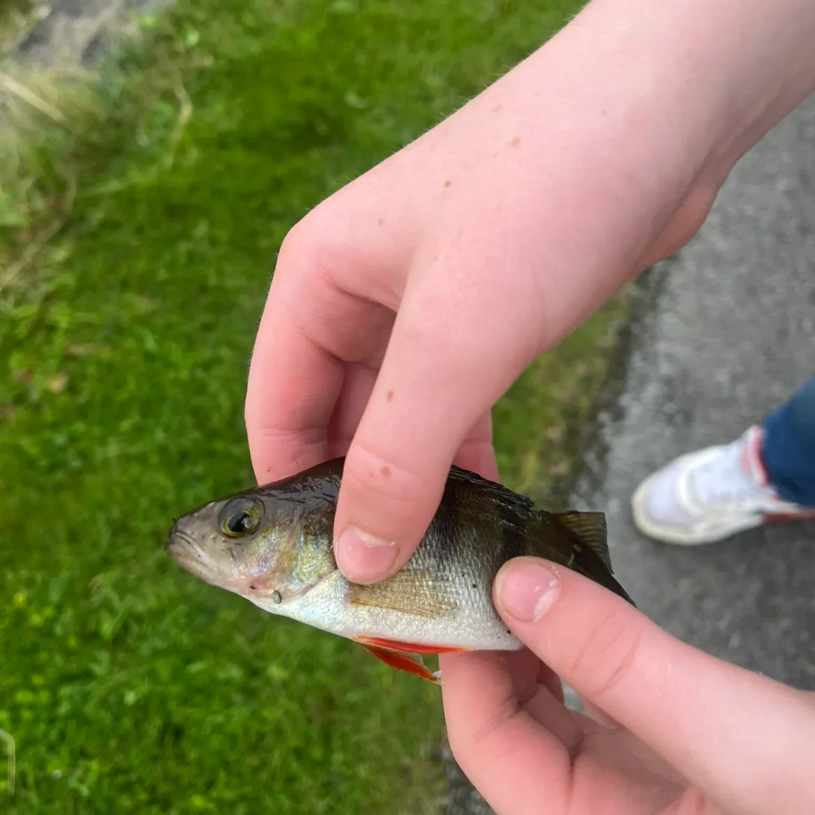 European perch caught on Fishbrain