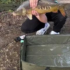 Mirror carp caught on Fishbrain