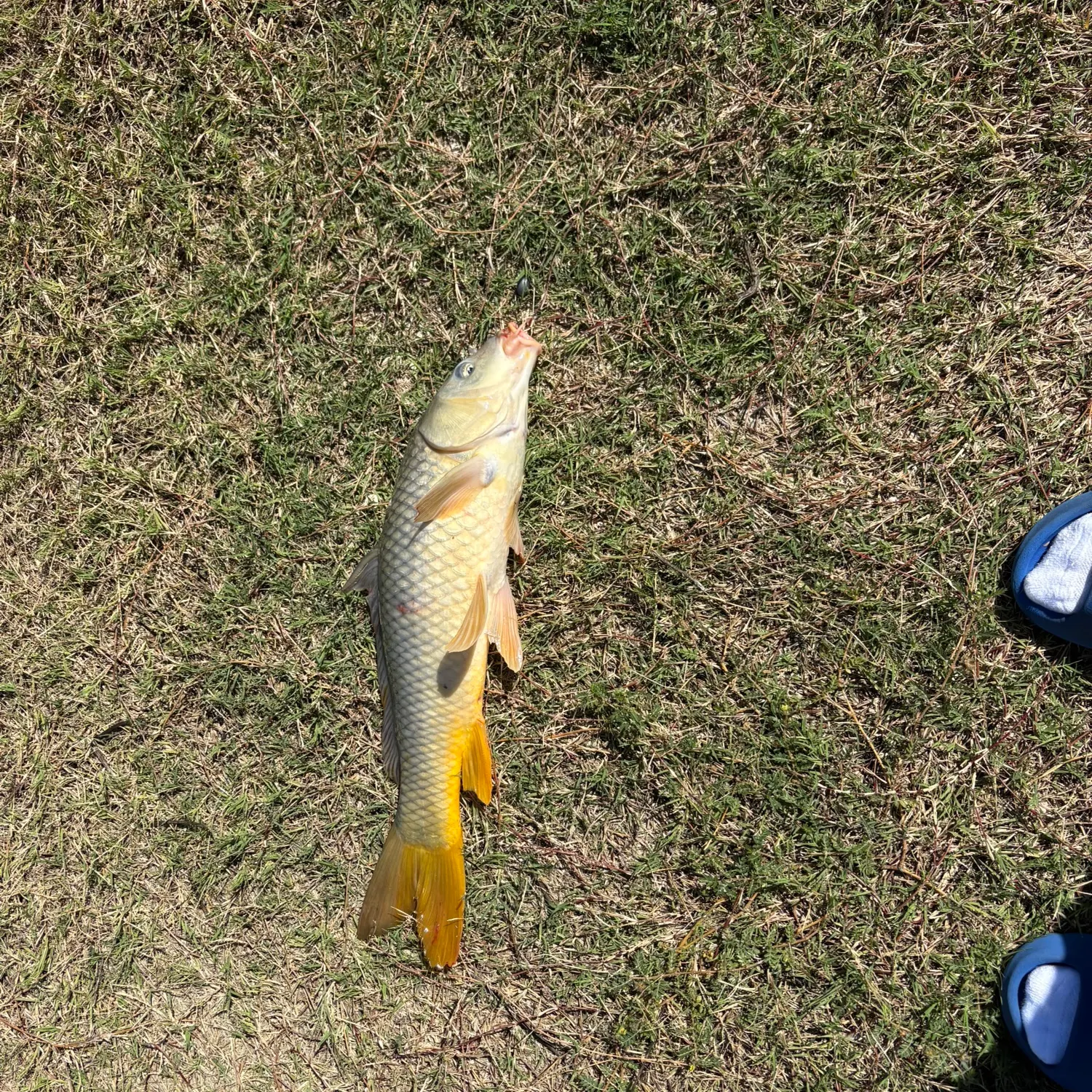 Common carp caught on Fishbrain